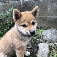 マリ