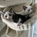 生後3ヶ月程度・3兄弟