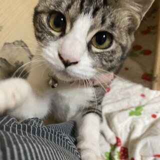 アーモンド型のお目目がキュートな白キジちゃん