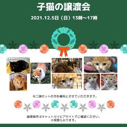 子猫の譲渡会