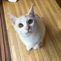 ☆薄い茶トラくん4ヶ月☆③