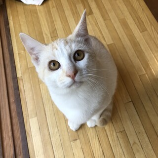 ☆薄い茶トラくん4ヶ月☆③