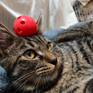 とても甘えん坊のキジオスです♪