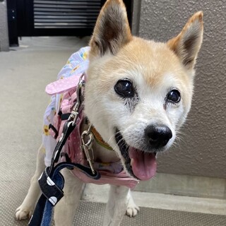 絡まったワイヤーから救助されたプーちゃんに愛を！