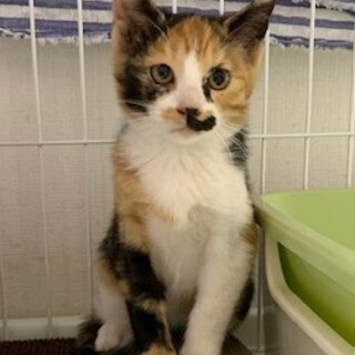 綺麗な三毛♪恵（メグ）ちゃん