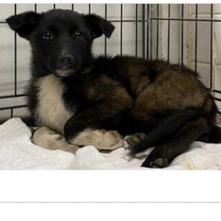 里親決定しました。