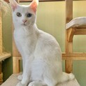 甘えん坊で美しい瞳の白猫さん♡