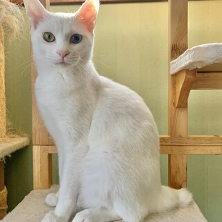 甘えん坊で美しい瞳の白猫さん♡