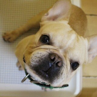 一平（いっぺい）ちゃん　推定5才