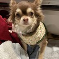 ダッフィーっぽいお顔の可愛いナディアちゃんに家族を