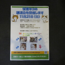 保護猫譲渡会　多摩市