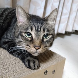 アニマルサポートわんわんわん譲渡会（☆雨天の場合中止） サムネイル2