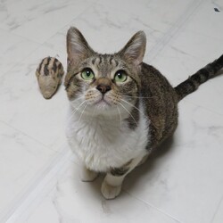 アニマルサポートわんわんわん譲渡会（☆雨天の場合中止） サムネイル3