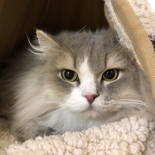 ミナちゃん　推定2才