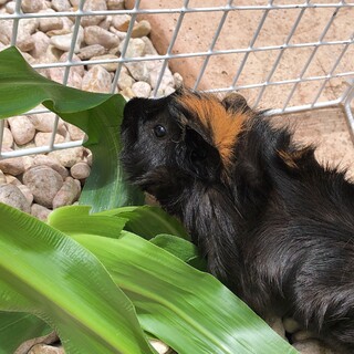 モルモットとハムスター(2匹）の里親募集！