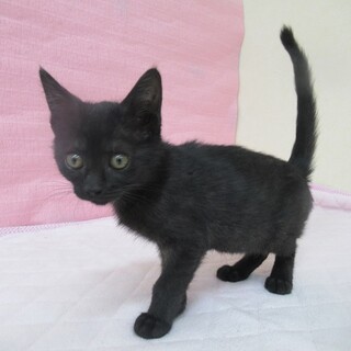 保健所収容：仮名・ハッピー♀