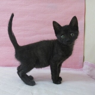 保健所収容：仮名・チャッピー♀