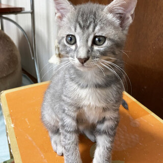 只今２ヶ月!バス停に捨てられていた4兄弟グレー♂