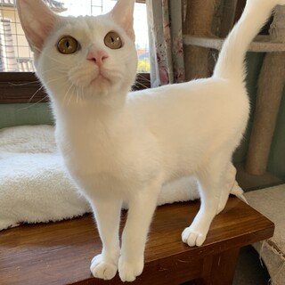 人が大好き甘えん坊の白猫コウ君♡