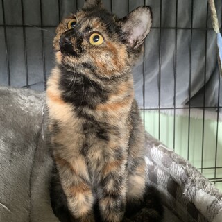 美しいサビ猫ちゃん♡