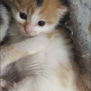 三毛女の子超可愛い人慣れ抜群 愛知県 猫の里親募集 ペットのおうち 月間利用者150万人