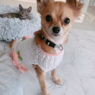 ちょっぴり慎重派チワワ♀ジゼルちゃん
