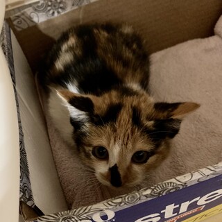 募集一時停止　生後２ヵ月三毛猫の女の子②