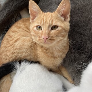 濃いめの茶トラ♪男の子