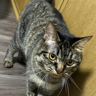 キジトラ　オス