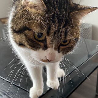 白キジトラ　オス