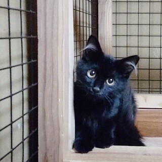 生後8ヶ月の男の子クロスケ