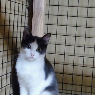 臆病なハチワレちゃん