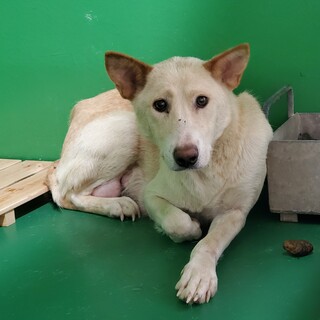 処分間近  時間がありません 怖がりなワンコ