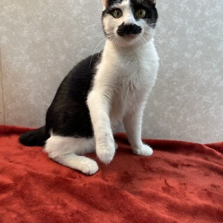 先祖は貴族かも❓どことなく気品が漂う❗️男爵