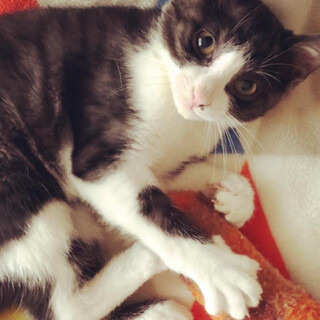 甘えん坊のひざ乗り猫、はちわれのぐーちゃん