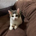 モフモフのイケメン猫ちゃん