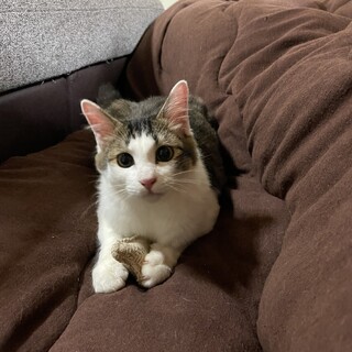 モフモフのイケメン猫ちゃん