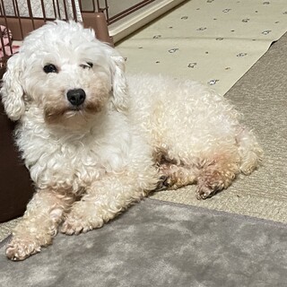 おてんば娘（仮名）ももちゃん♀
