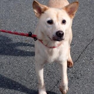 多頭飼育崩壊からのセンター収容【仮名　マッシュ】