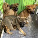 保護犬を迎えませんか？♂