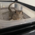 サバンナモニター、生後約半年