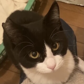 可愛すぎる☆甘えたハチワレ猫の天ちゃん❣️