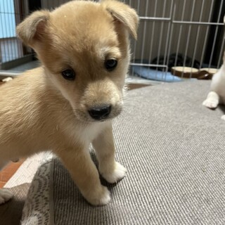 コロコロ兄妹「アル」くん