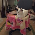 仲良し兄妹 あず と とろろ