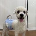 ビションのフウテン