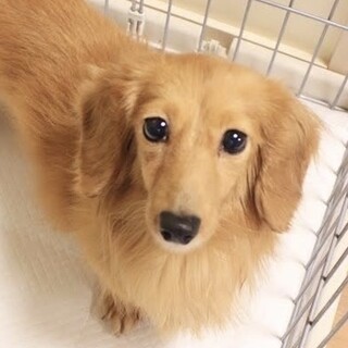 一生懸命頑張る、可愛いパーカーちゃんに幸せを！