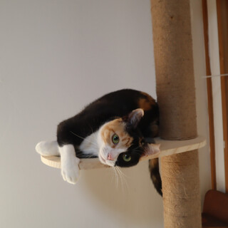 人が大好き！きれいな三毛猫