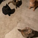 近所の野良猫です！