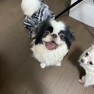 保護犬カフェ 西八王子店が投稿した里親募集 ペットのおうち 月間利用者150万人