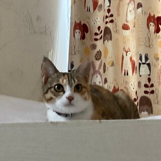 可愛いキジ三毛の『千秋』